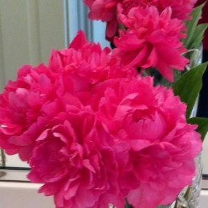 Meet your Posher, Patricia